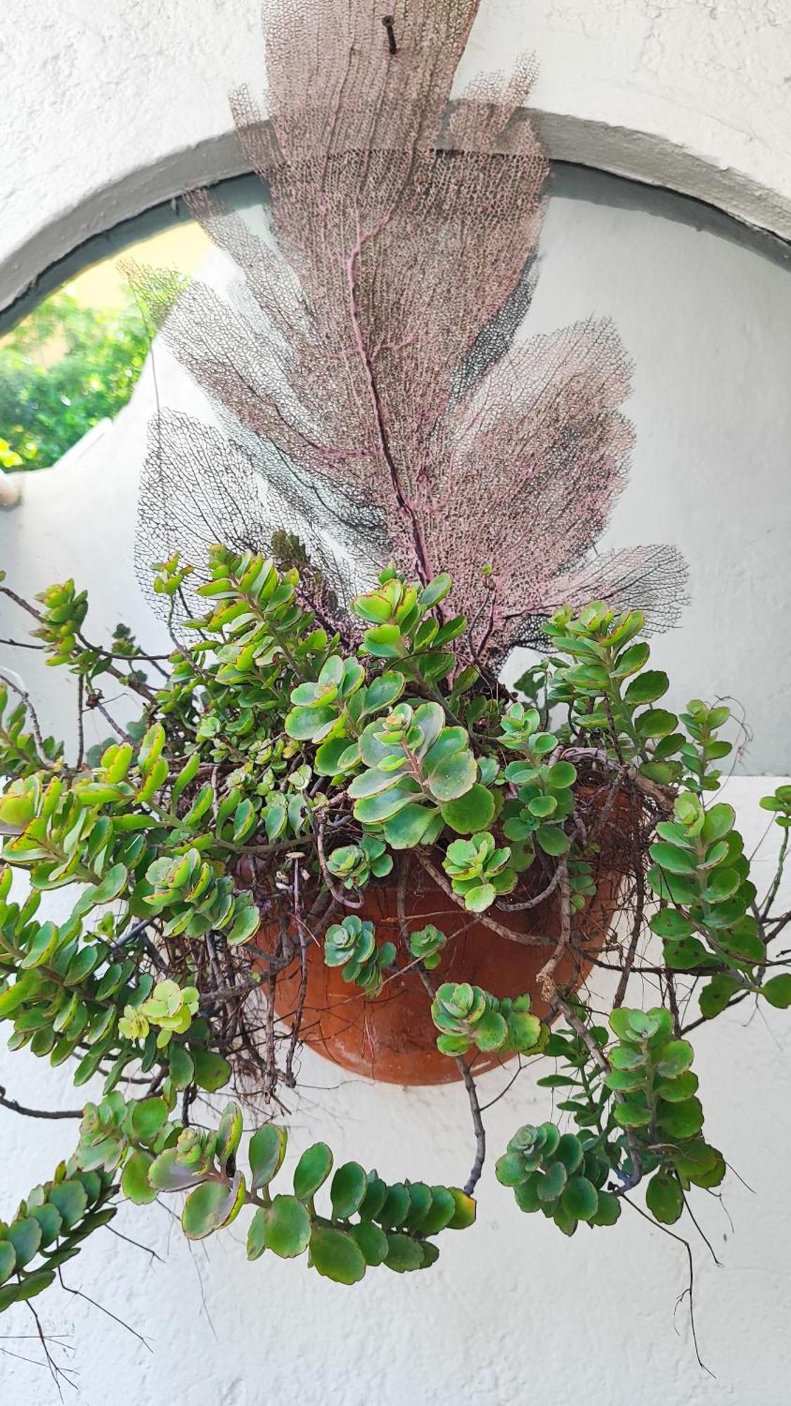 Amaranto Bed And Breakfast Cozumel Exterior foto