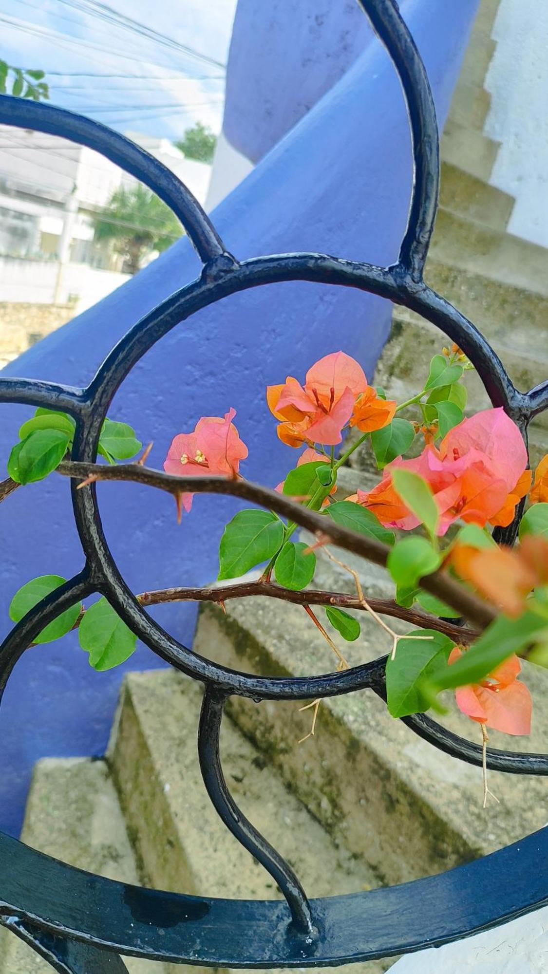 Amaranto Bed And Breakfast Cozumel Exterior foto